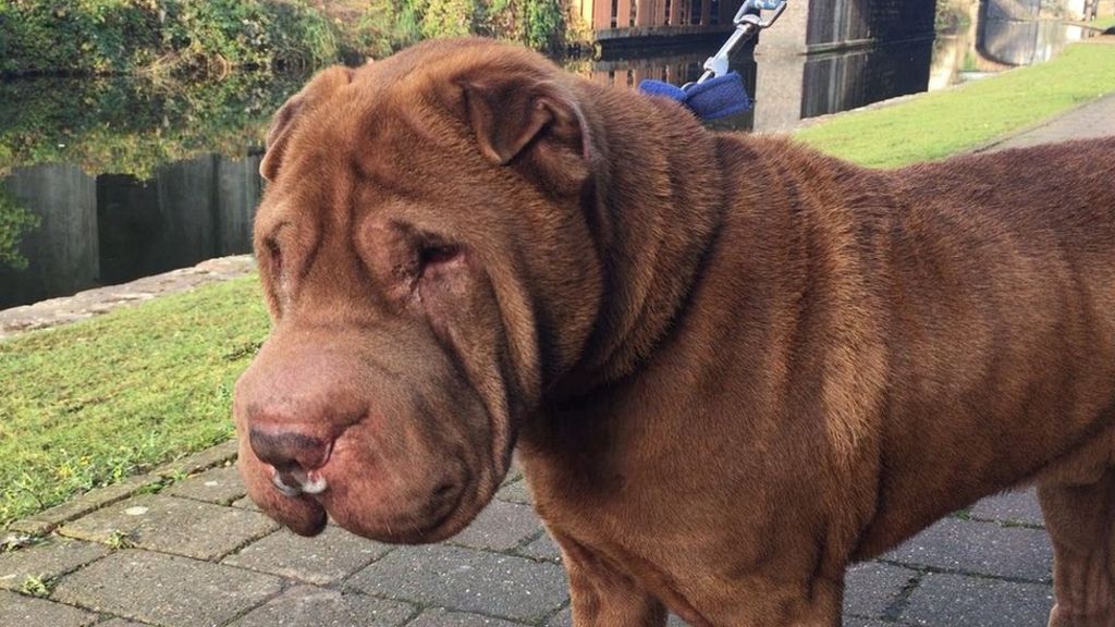 'Saggy dog story' leads to facelift fund appeal BBC News