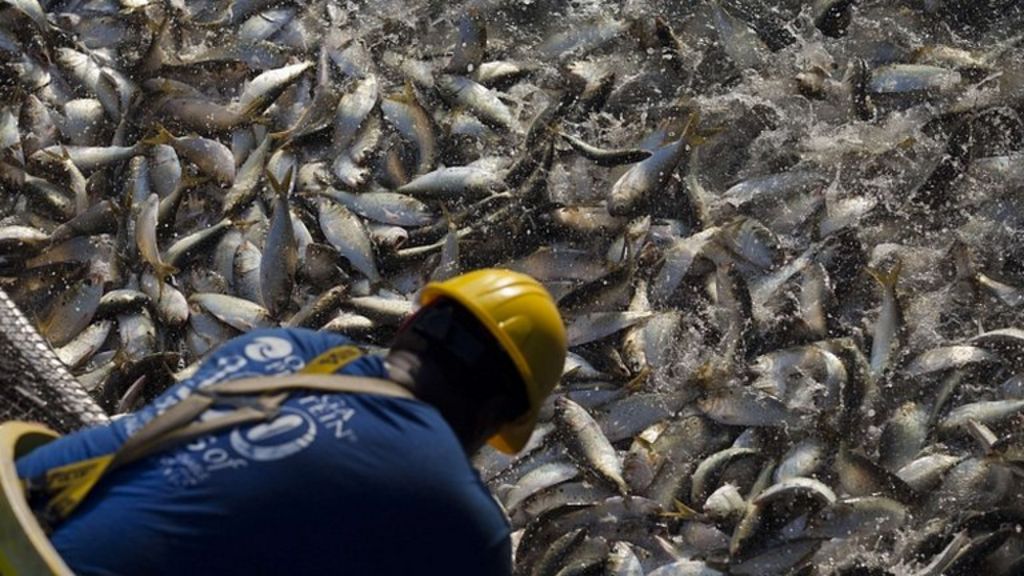 Fast-growth fish risks overlooked