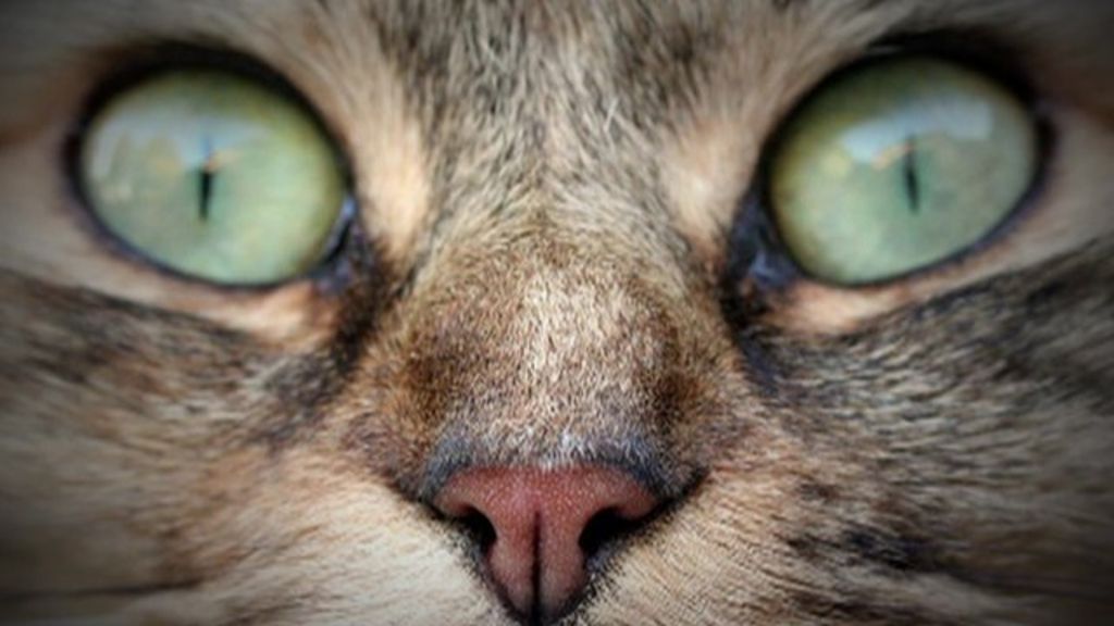 VIDEO: Australia feral cat cull sparks anger