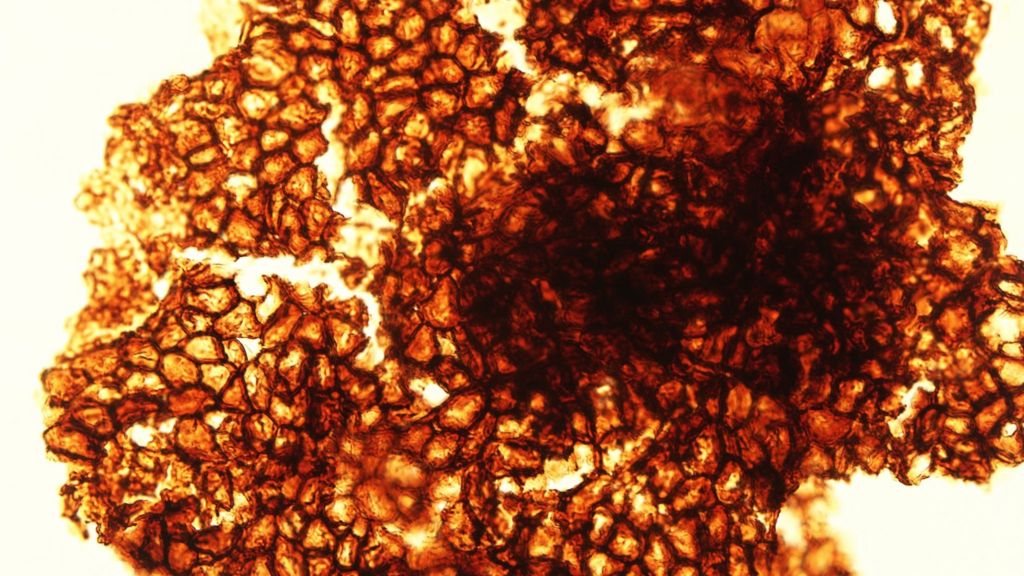 Life 'went large' a billion years ago