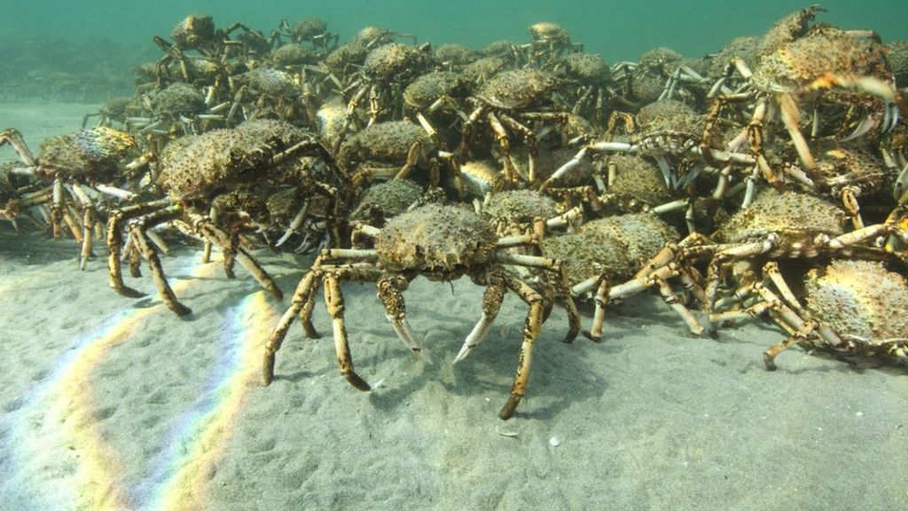 Giant crab horde gathers in Australia