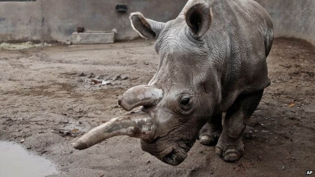 VIDEO: IVF 'best option' to save white rhinos