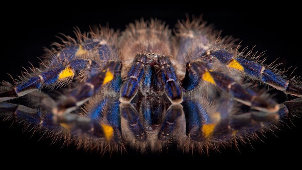 Tarantulas 'turned blue eight times'