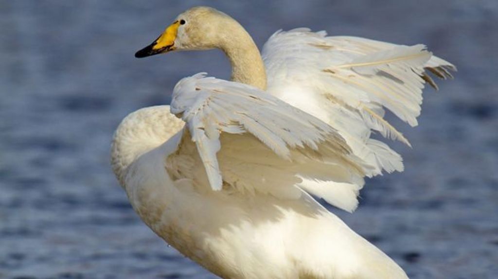 Bird flu: Poultry section of Balmoral show cancelled