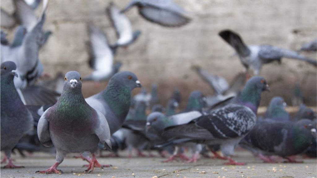 Council spending on tackling pigeons and gulls doubles
