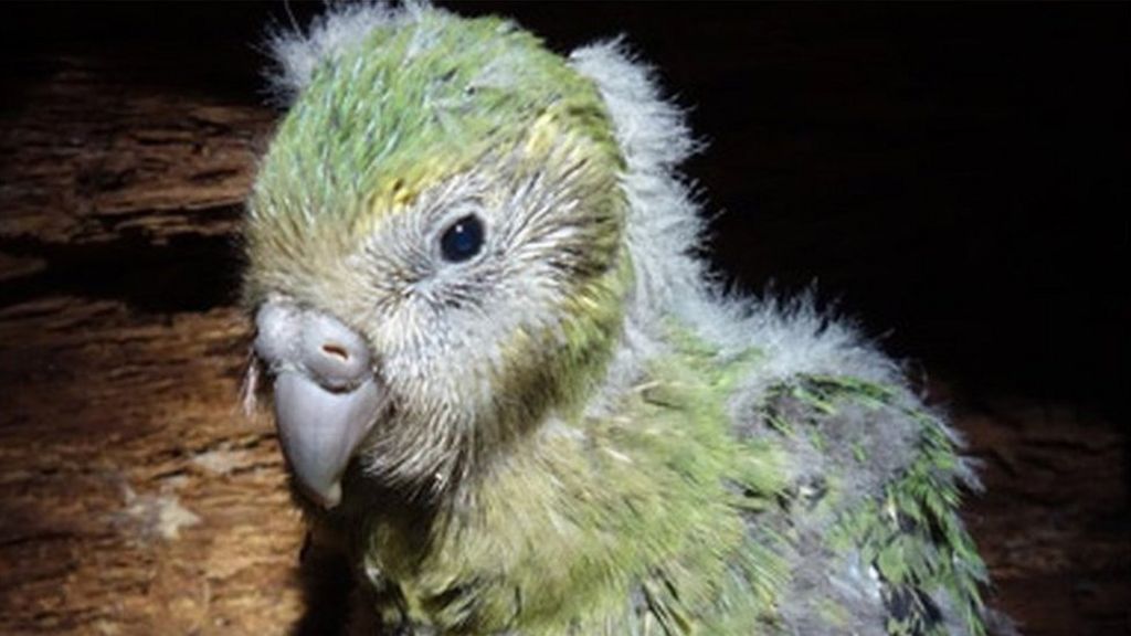 New Zealand Kakapo Sees Bumper Breeding Season - BBC News