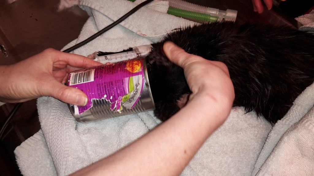 Hungry Felix gets stuck in Whiskas can