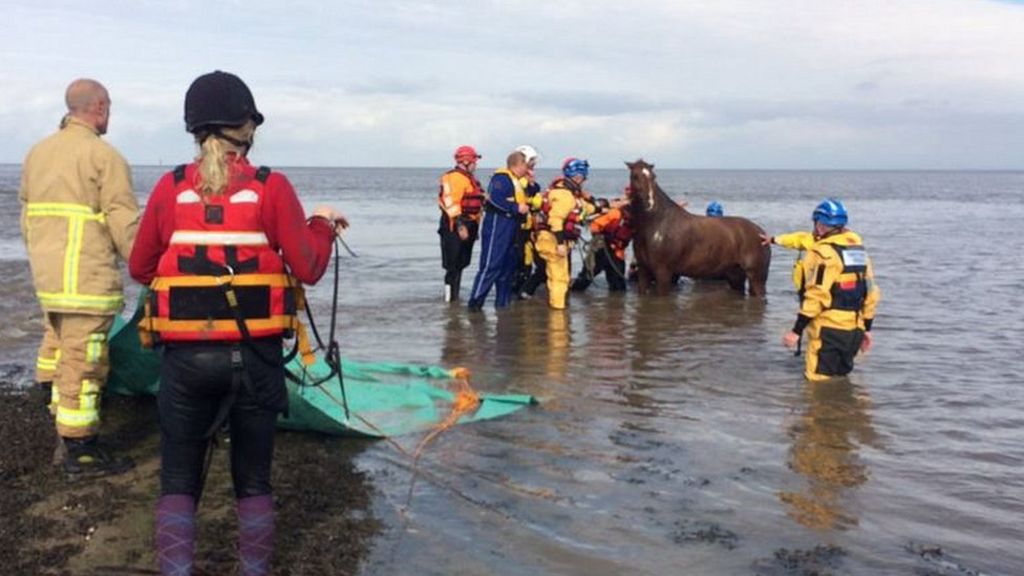 Horses rescued from drowning in Knott End, Lancashire