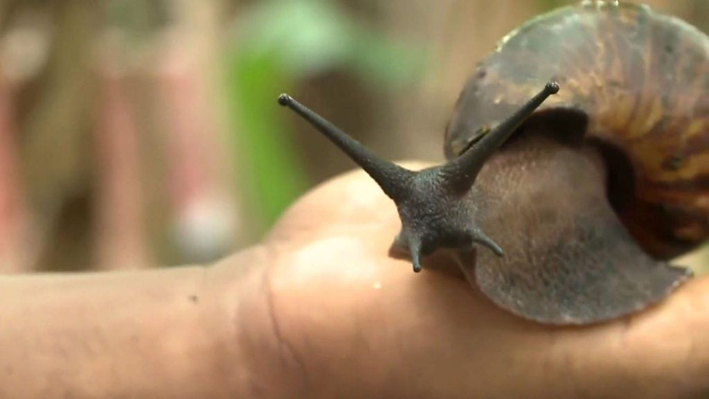 Nigeria's trail-blazing giant snails