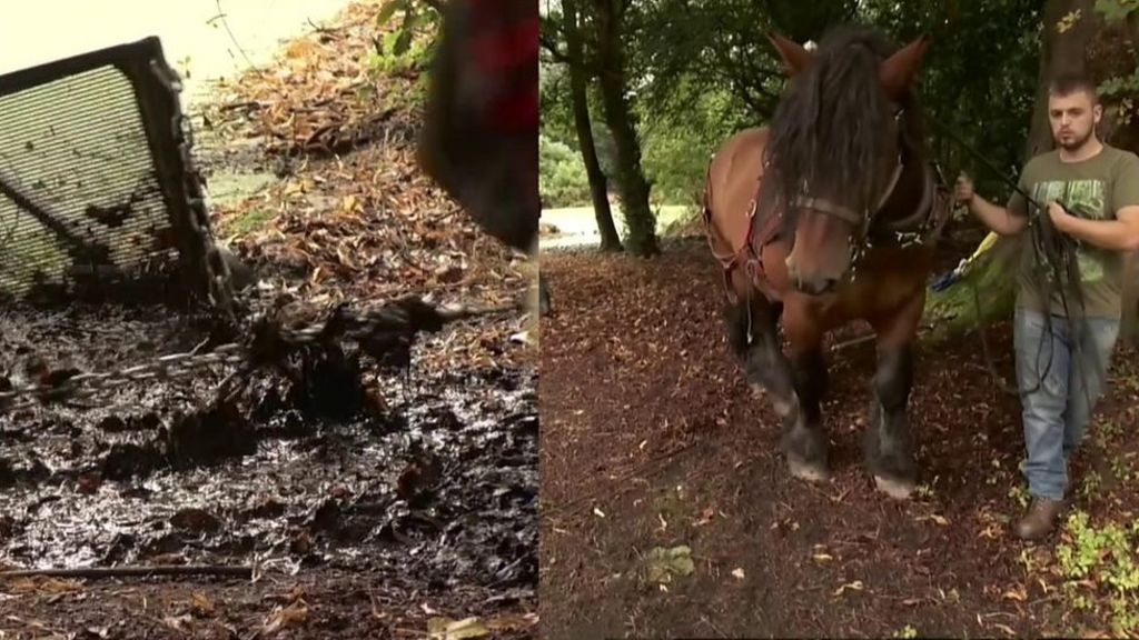 Cheshire park uses horsepower to dredge ponds