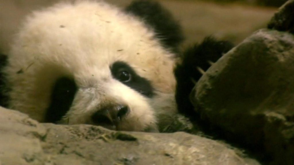Bao Bao the panda departs US for China
