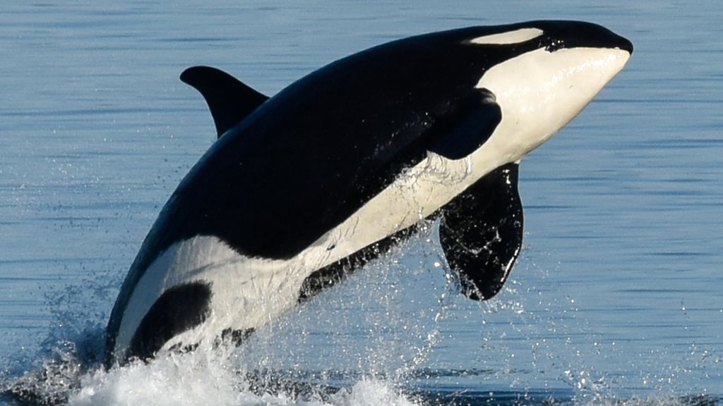 What can killer whales teach us about the menopause?