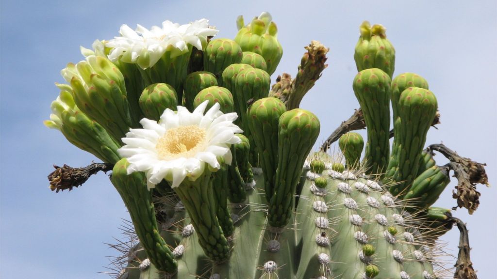 Cacti facing extinction, study warns