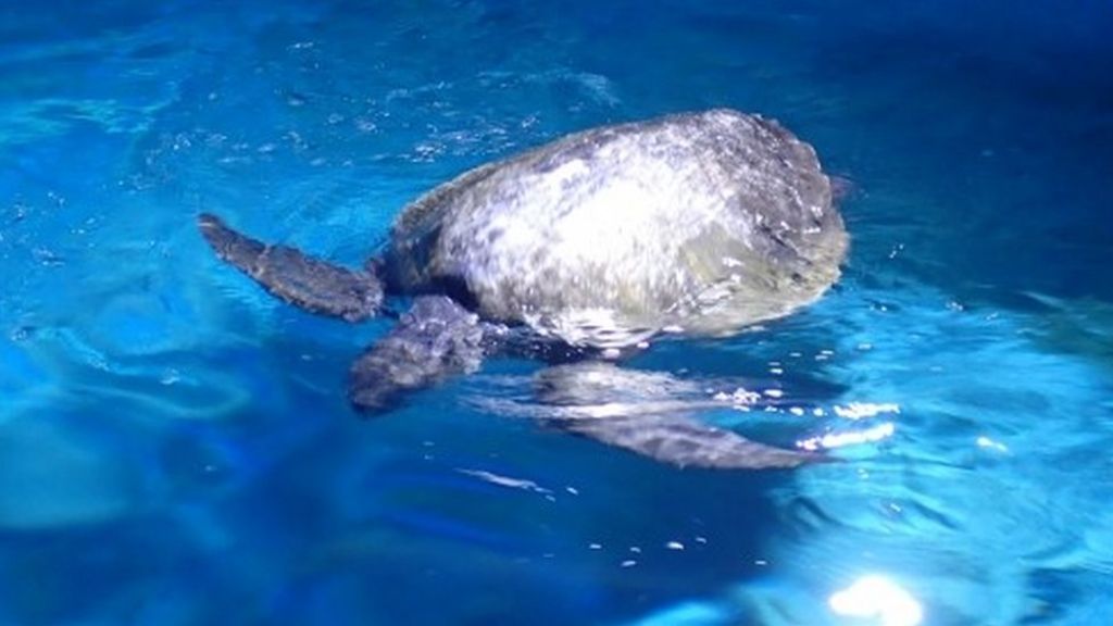 CT Scan helps rare washed-up turtle