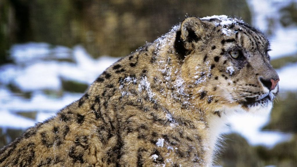 Snow leopards face 'new threat'