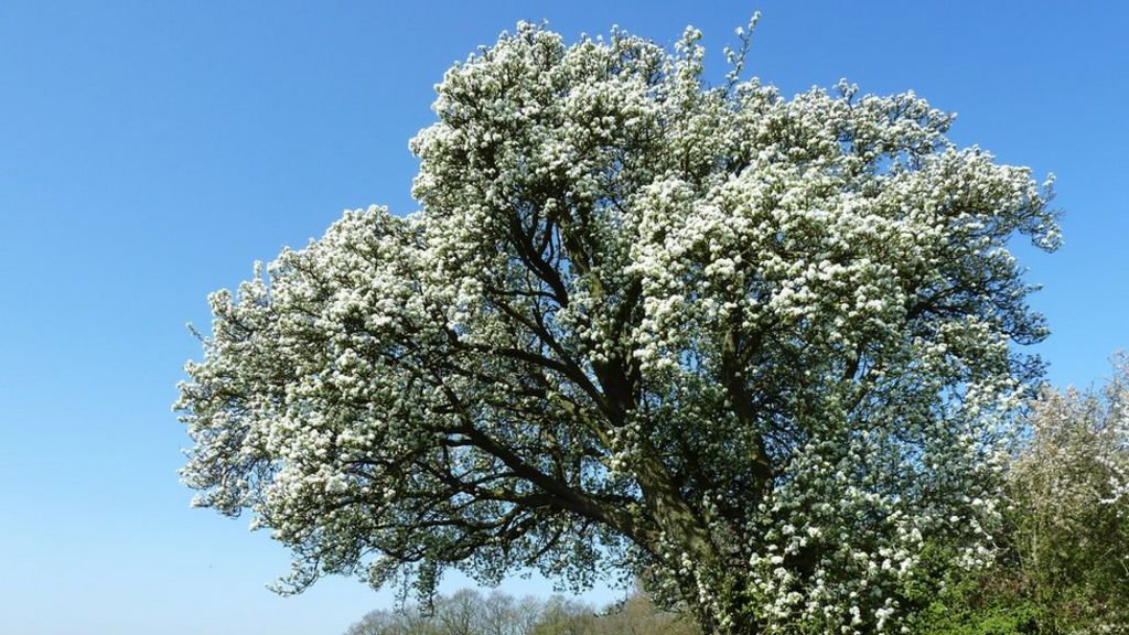 HS2 route tree voted nation's favourite