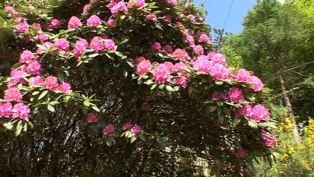 Plea for Irish army to fight 'aggressive' rhododendrons