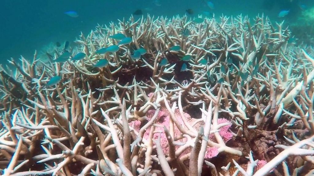 Great Barrier Reef 35 of corals 'dead or dying' BBC News