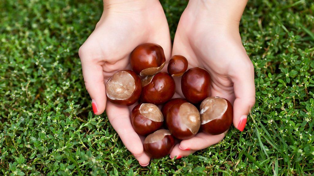 Is it the end for the conker?