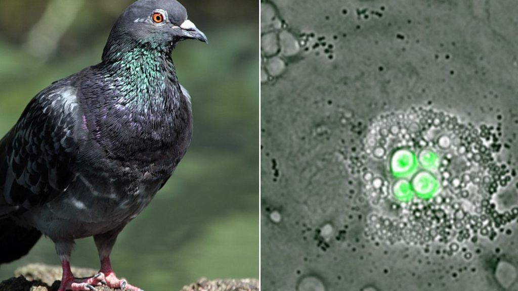 Bird cells 'can clear fatal infection'