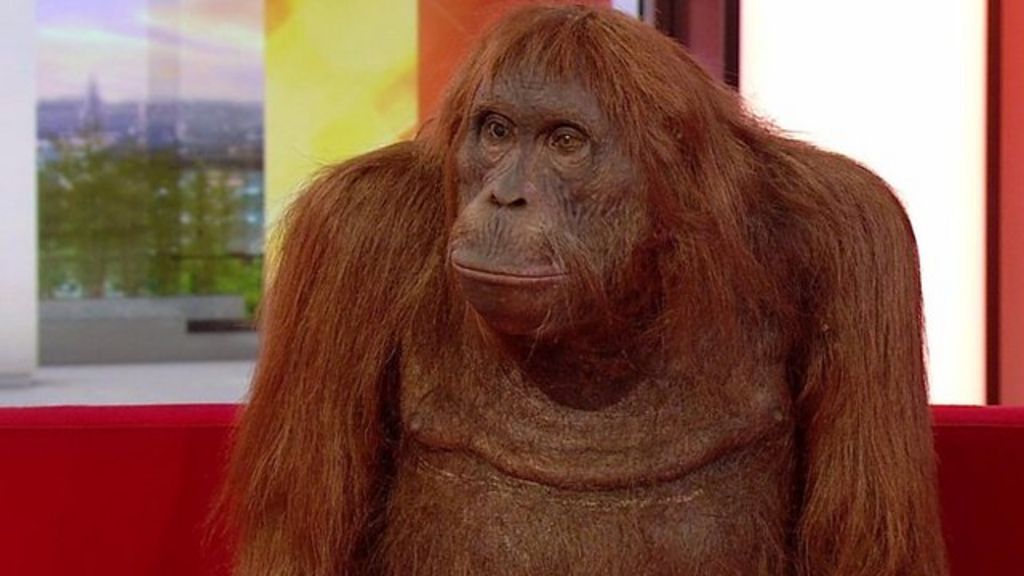 BBC Breakfast presenters meet 'Orangu-cam'