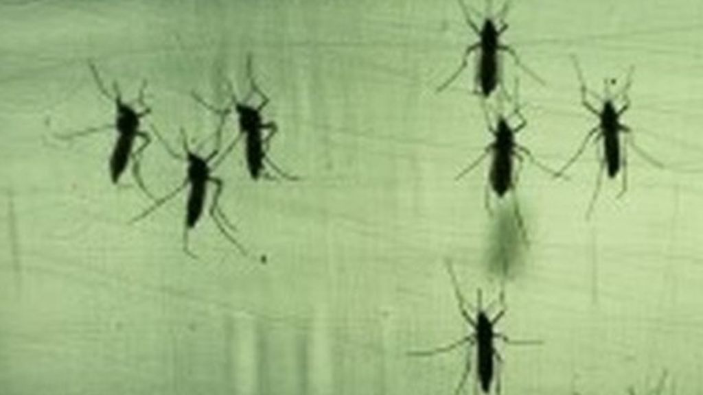 VIDEO: Tackling Brazil's Zika virus crisis