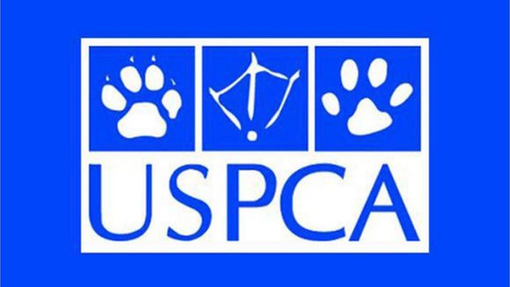 Dogs 'drowned, beaten and dumped in river'