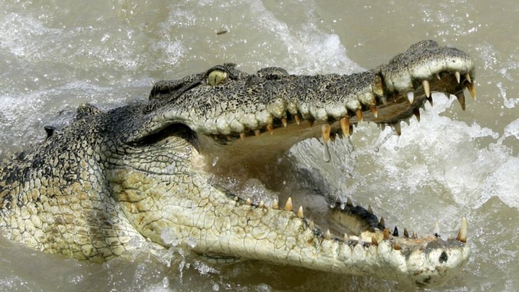 Stranded kayaker rescued after crocodile attack BBC News Home