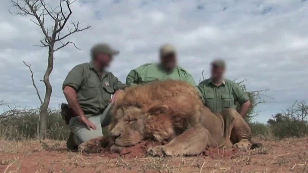 Are people hunting 'canned lions' in South Africa? - BBC News