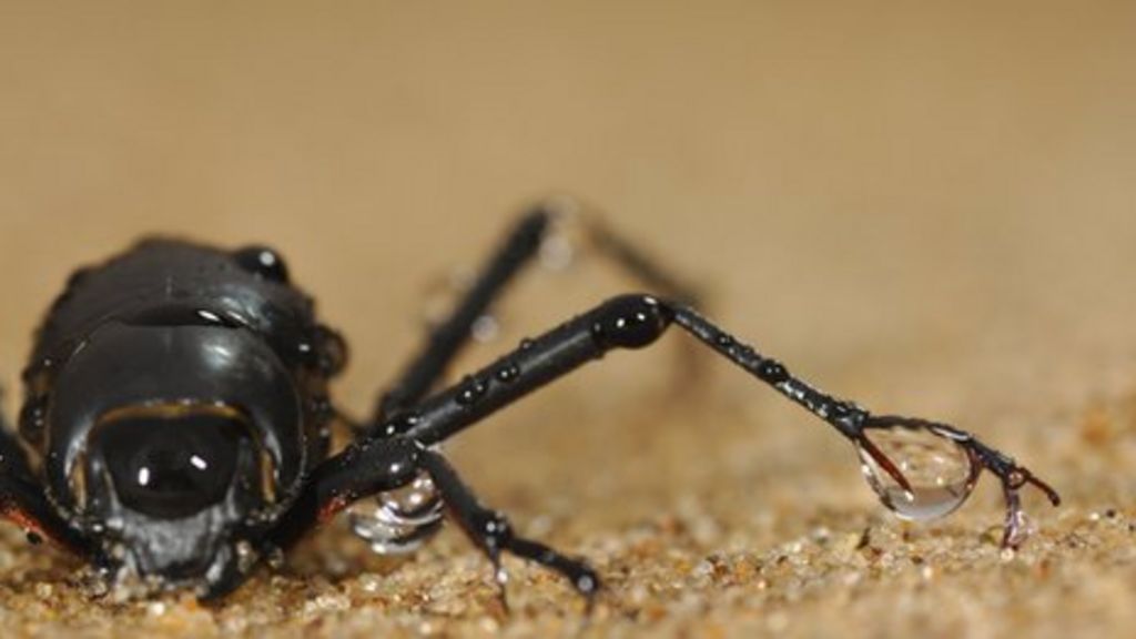 Beetle bumps inspire better droplets