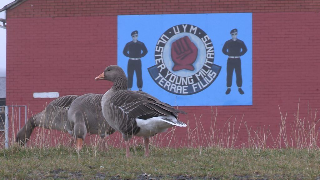 Hands off! 'Untouchable' Shankill geese