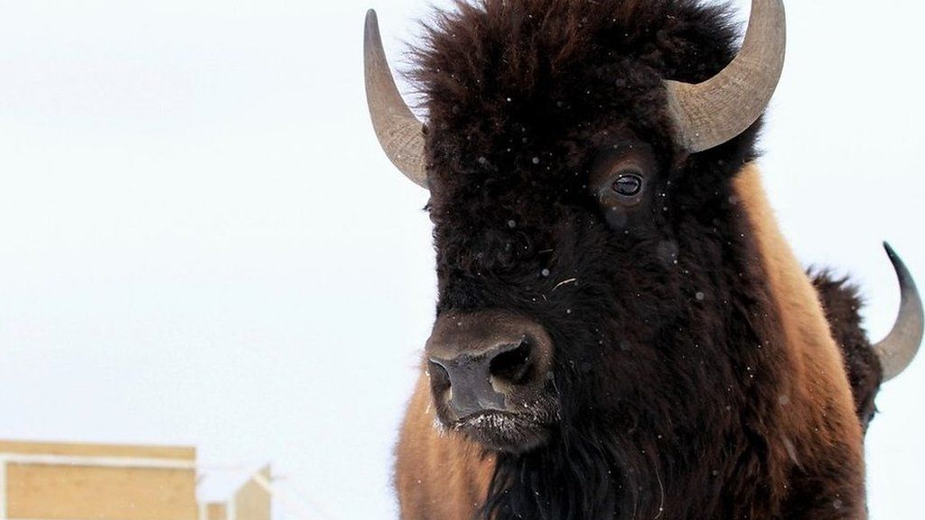 How do you reintroduce a herd of bison into the wild?