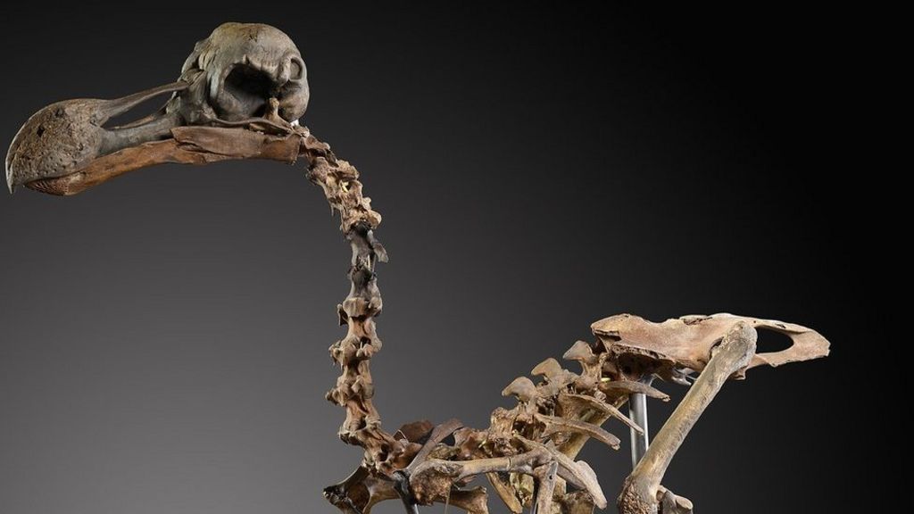 Rare dodo skeleton to be auctioned in West Sussex