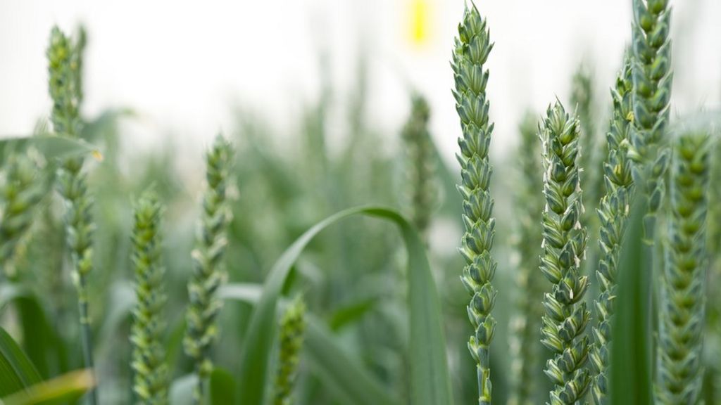 Scientists apply for GM wheat trial in UK