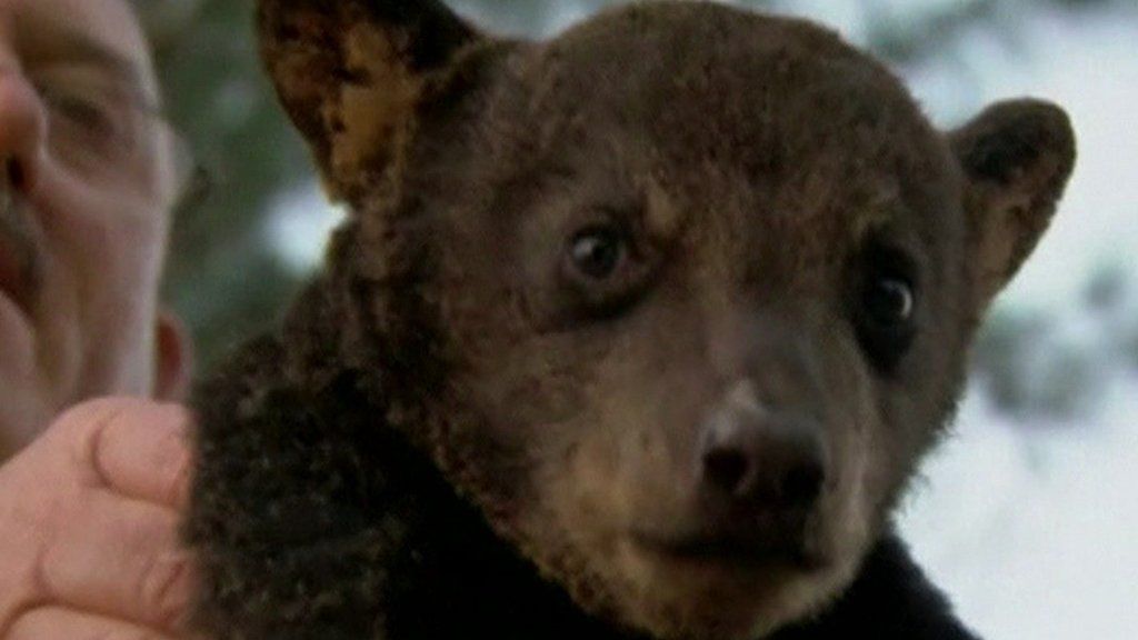 VIDEO: Baby bear rescued from bush fire
