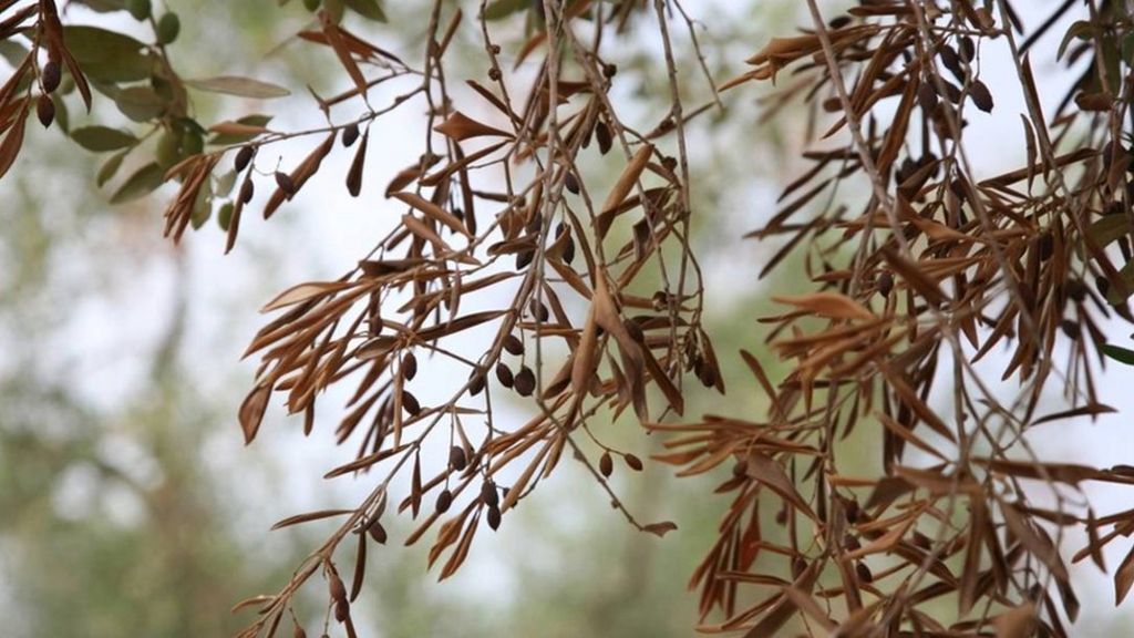 Trees 'tolerant to EU olive threat'