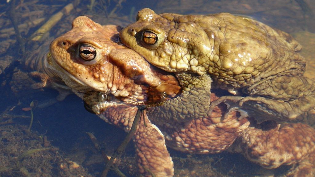 Toad numbers fall by two-thirds in 30 years