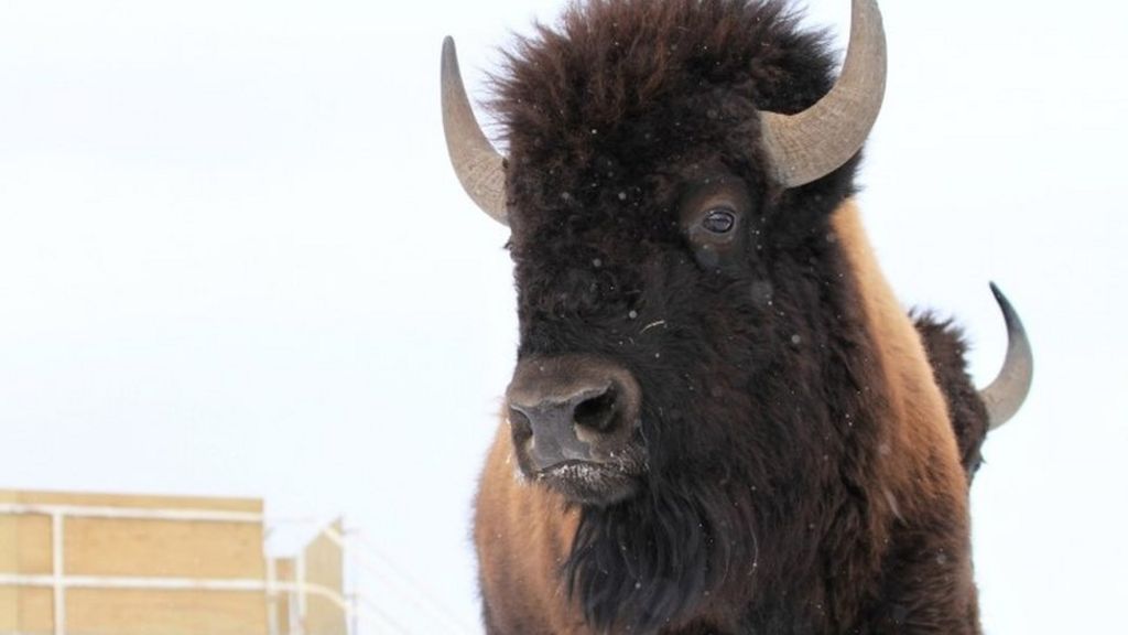 Bison return to Banff national park in Canada