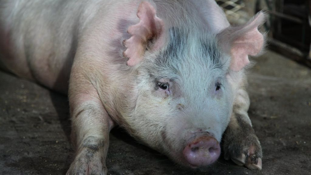 US bid to grow human organs for transplant inside pigs
