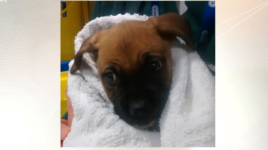 Puppy found with broken leg in Stourbridge field put down