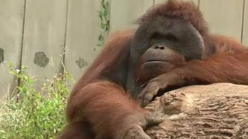 VIDEO: Check-ups for homeward-bound orangutans