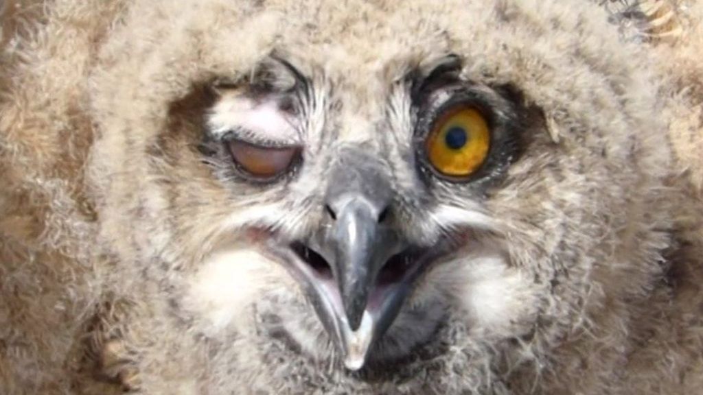 VIDEO: When eagle owl chick met a human