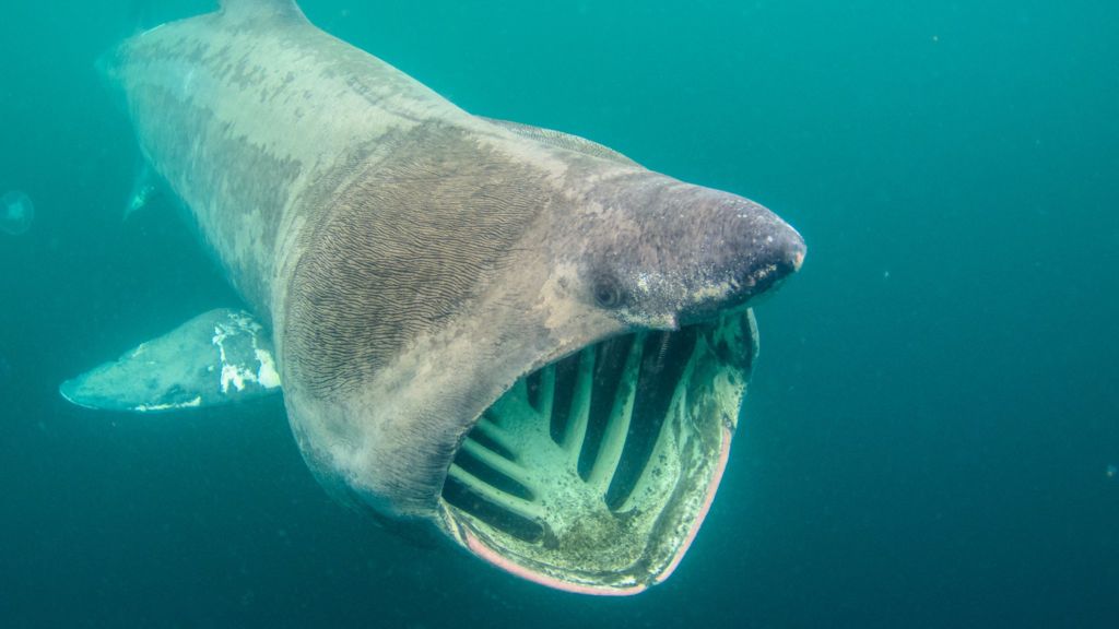 hundreds-of-sharks-seen-on-scotland-s-west-coast-bbc-news