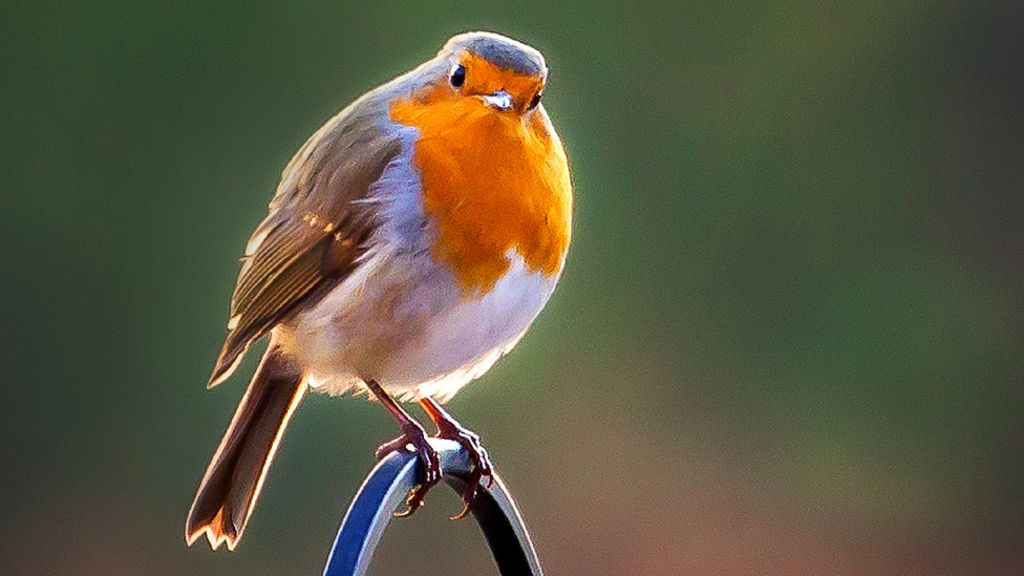 Winning photos from beautiful gardens