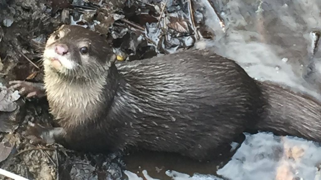 Jersey wildlife park's lovestruck otter recaptured BBC News