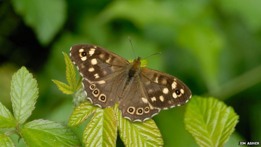 Warming threat to UK butterflies