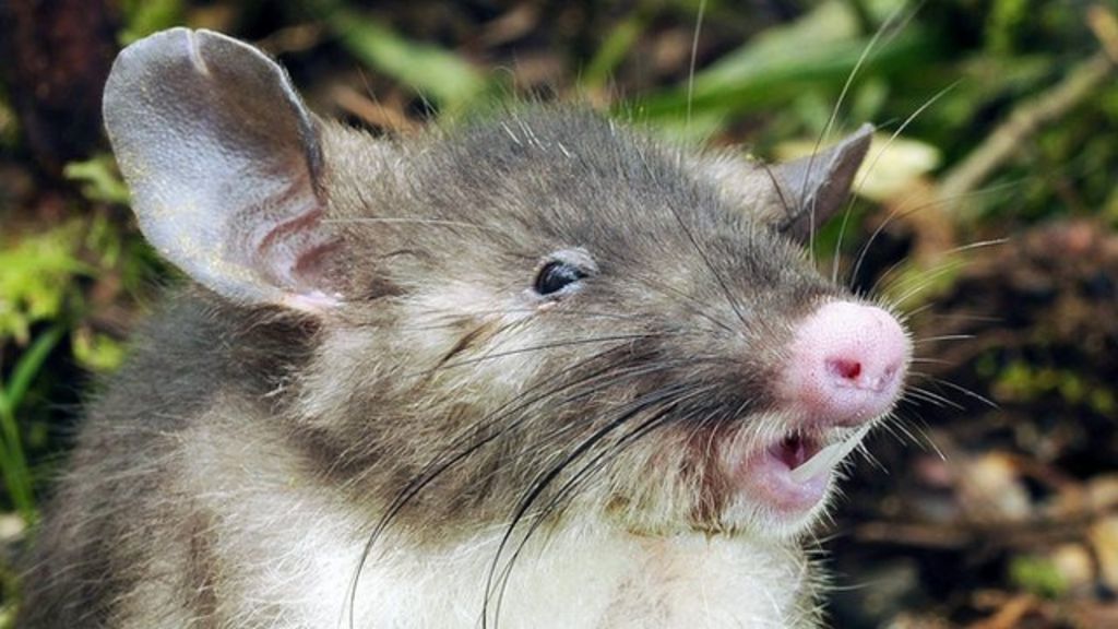 VIDEO: Newly-discovered rat 'like no other'