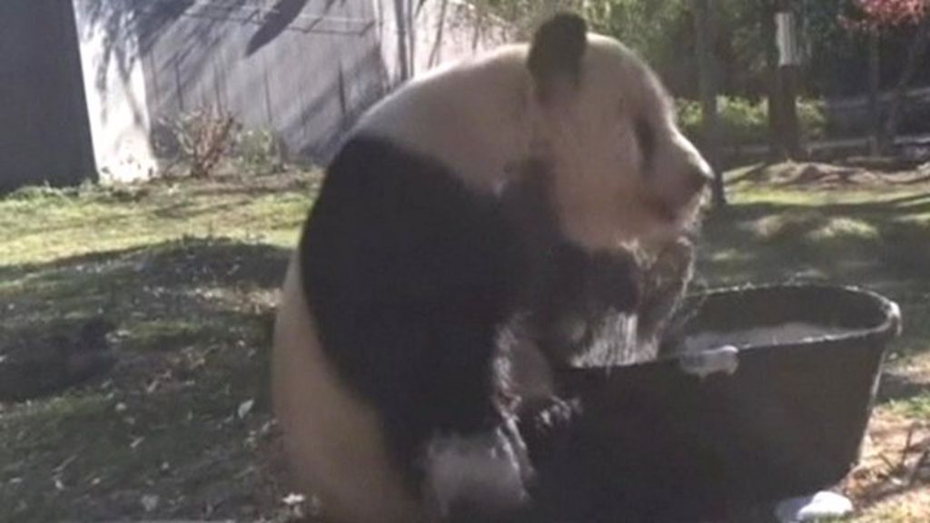 VIDEO: Giant panda enjoys tiny bubble bath