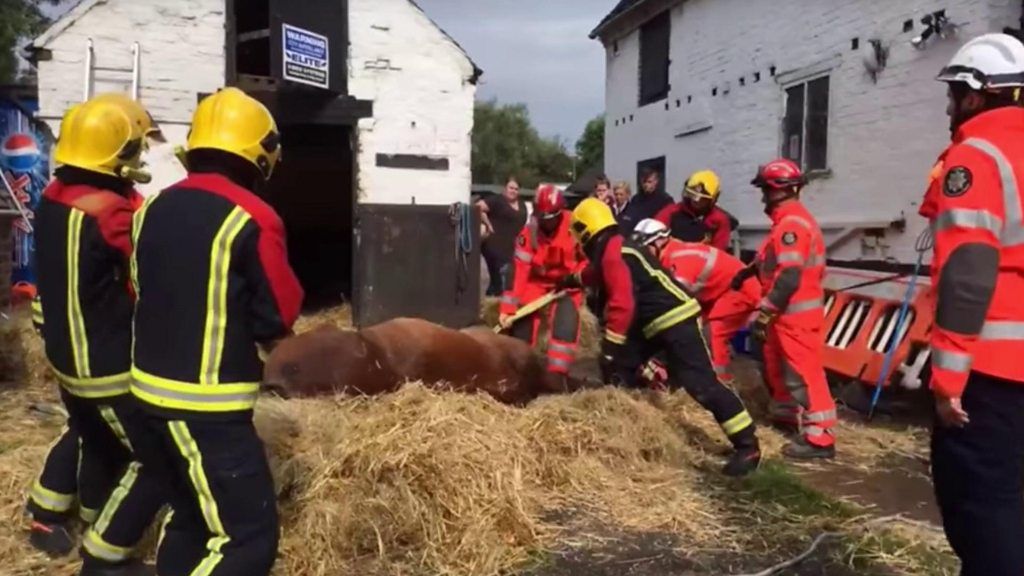 Specialist firefighters called in after 800kg horse collapses