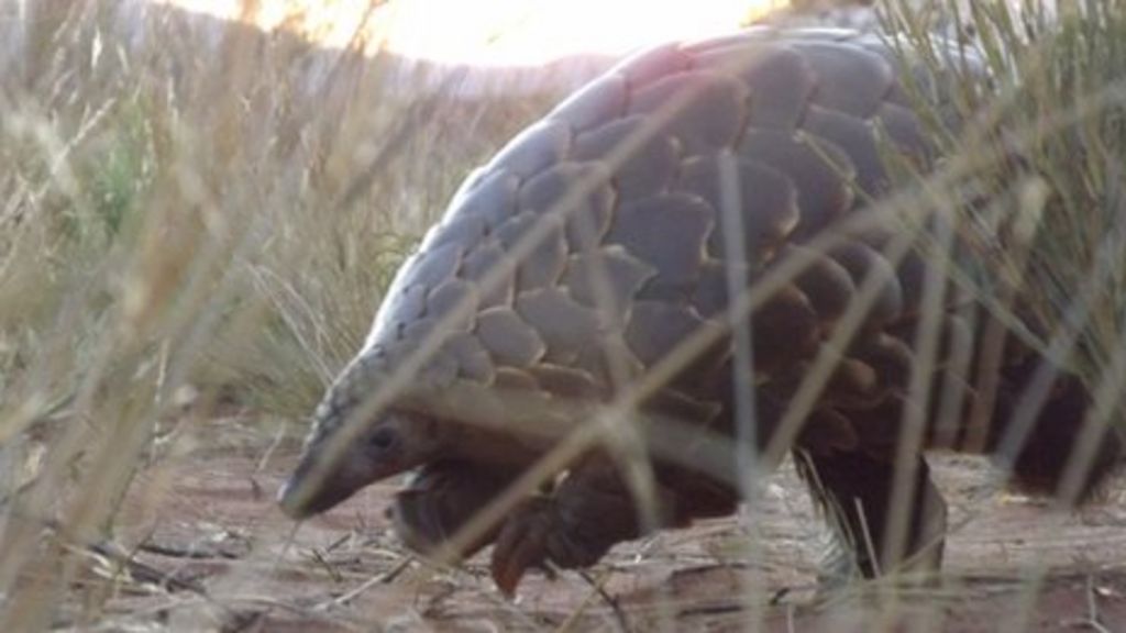 New safeguards agreed for world's most trafficked mammal